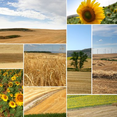 Cultivated fields: miscellaneous shots clipart