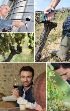 Wine maker, oenologist, grapes and vines clipart