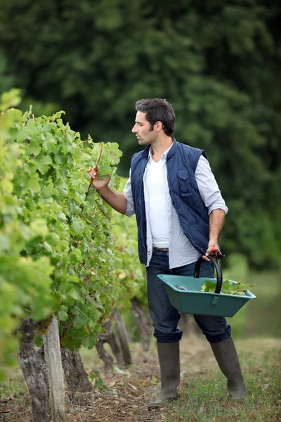 Agricultor a verificar as suas uvas . — Fotografia de Stock
