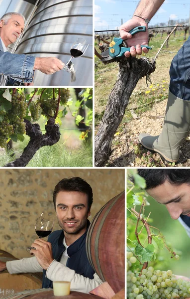 Vinmakaren, vinkännare, druvor och vin — 图库照片