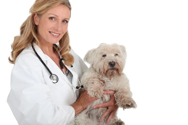 Female vet holding a small white family dog — Zdjęcie stockowe