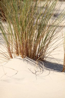 Reeds on a beach clipart