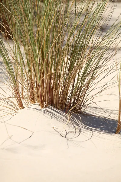 stock image Reeds on a beach