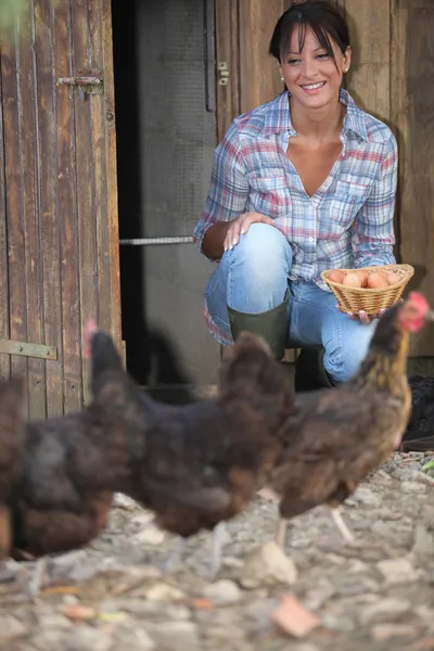 Uma mulher recolhendo ovos em um galinheiro — Fotografia de Stock