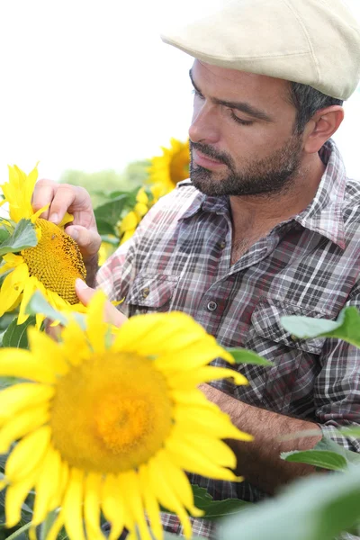 Landwirt blickt auf Sonnenblume — Stockfoto