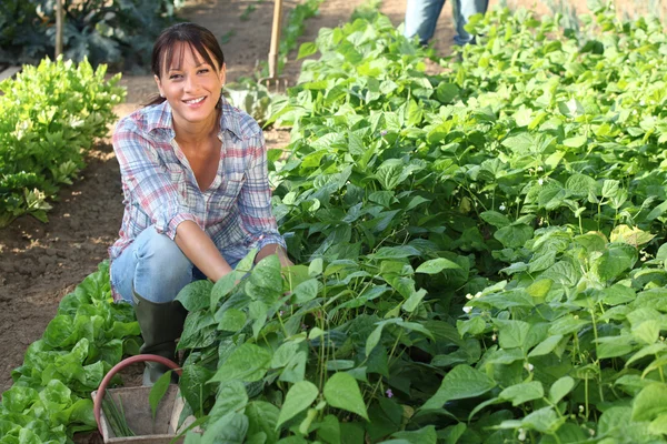 여성의 정원가꾸기 — 스톡 사진