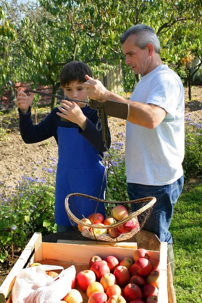 Otec a syn sbíral jablka — Stock fotografie