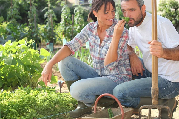 Agricultor e esposa jardinagem — Fotografia de Stock