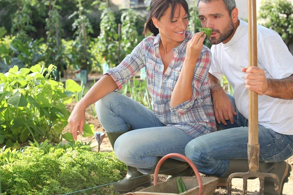 Boer en vrouw tuinieren — Stockfoto