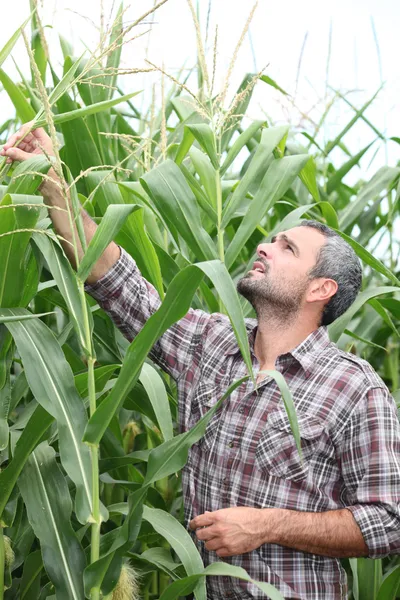 Agricultor a verificar o seu campo de milho — Fotografia de Stock