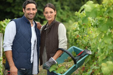 Couple picking grape vines clipart