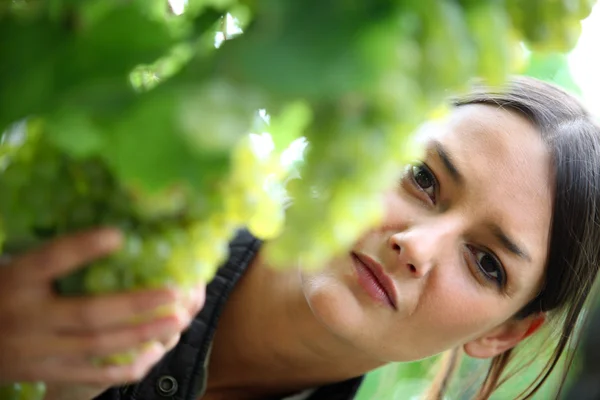 Jonge vrouw inspecteren druif oogst — Stockfoto