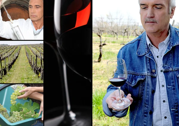 Oenologist, şarap üreticisi, üzüm ve bir kırmızı şarap cam — Stok fotoğraf
