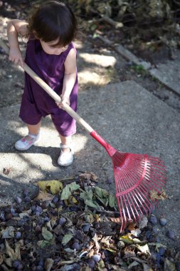 Little girl raking leaves clipart