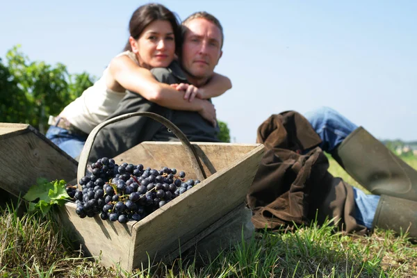 Couple cueillette à la main des raisins — Photo