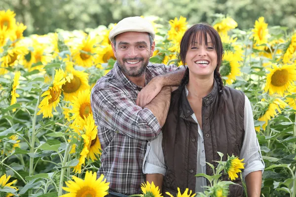 A couple of farmers in a sunflowers field — Stock Photo, Image