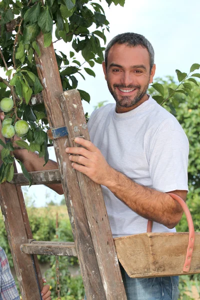 Uomo che raccoglie frutti — Foto Stock