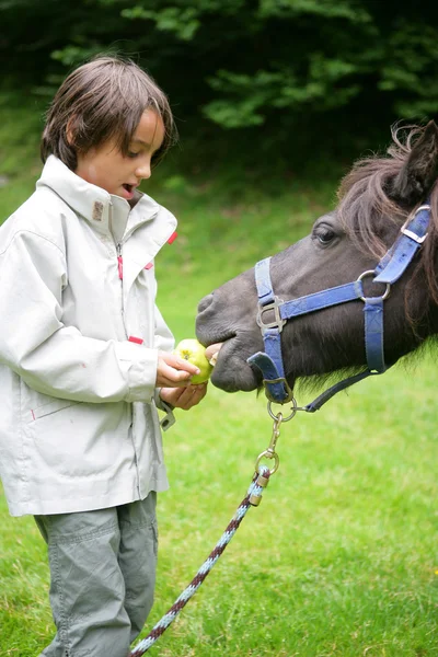 A boy feeding an apple to a donkey — Stock Photo, Image
