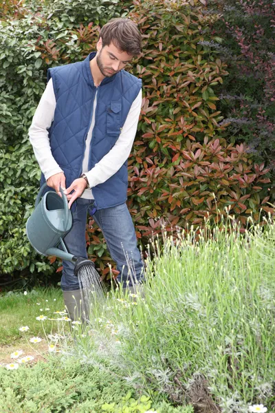 Jovem homem regando plantas — Fotografia de Stock
