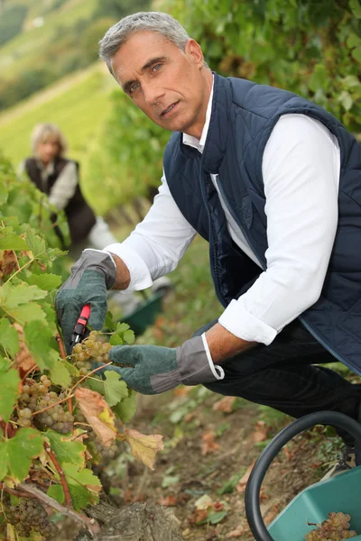 50 years old man and woman doing grape harvest — Stock Photo, Image