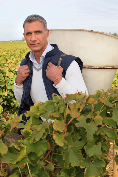 Homem colhendo uvas — Fotografia de Stock