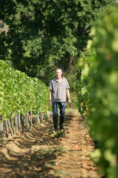 Homem caminhando nas vinhas — Fotografia de Stock