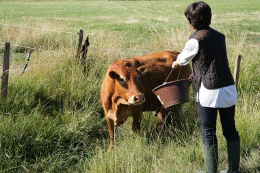 Farmer giving a cow some water to drink clipart