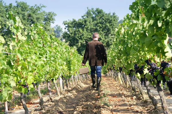 Человек ходит по виноградникам — стоковое фото