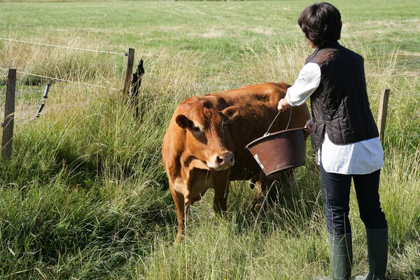 Agricultor dando a uma vaca um pouco de água para beber — Fotografia de Stock