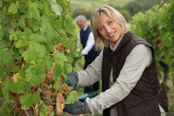 Vrouw en man werken in hun wijngaard Stockfoto