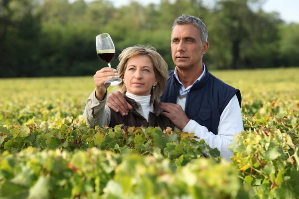 Пара проверяющих вино в винограднике — стоковое фото
