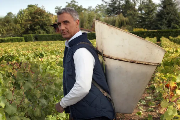 Um homem de meia idade colhendo uvas . — Fotografia de Stock