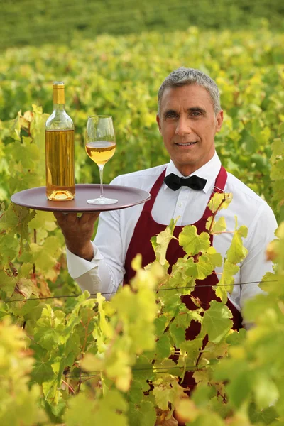 Beyaz şarap bir bağ içinde hizmet veren garson — Stok fotoğraf