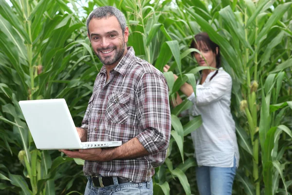 Kukurydza cukrowa rolników — Zdjęcie stockowe