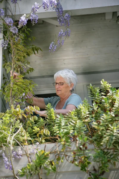 Alte Dame pflegt die Pflanzen auf ihrem Balkon — Stockfoto