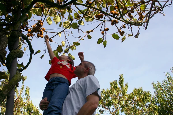 Vader en zoon plukken appels uit een boom — Stockfoto