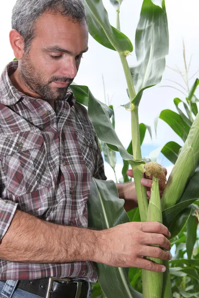 Rolnik zbioru kukurydzy cukrowej — Zdjęcie stockowe