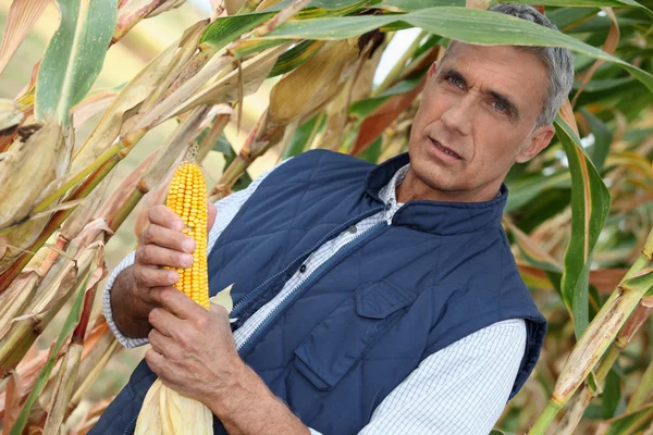 Agricultor de milho — Fotografia de Stock