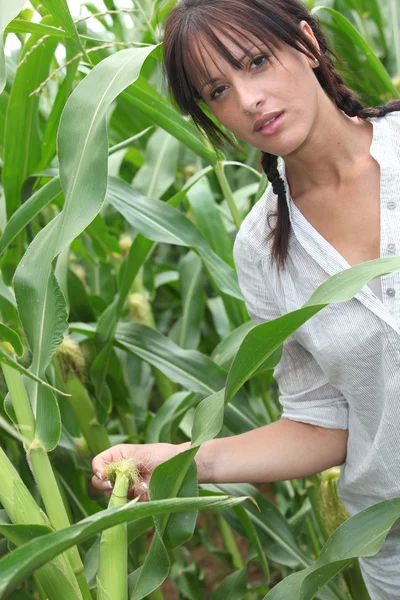 Сельскохозяйственник стоял на кукурузном поле — стоковое фото