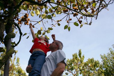 Father and son picking apples from a tree clipart