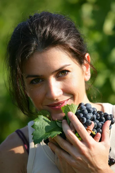 Woman gathering grapes in a vineyard — Stock Photo, Image