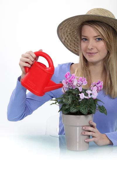 Frau gießt Pflanze — Stockfoto
