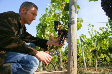 Man picking grapes clipart