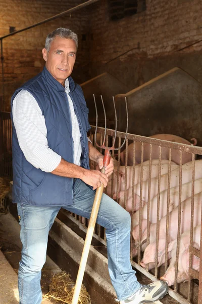 Landbouwer in een varken pen — Stockfoto