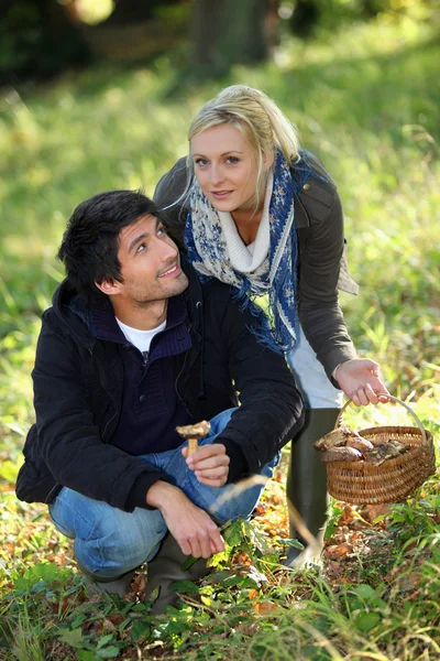 Young couple gathering mushrooms in field — Stock Photo, Image