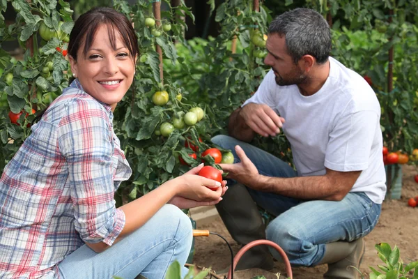Ζευγάρι picking ντομάτες στον κήπο — Φωτογραφία Αρχείου