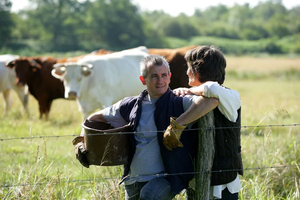 Casal de agricultores que cuida de vacas — Fotografia de Stock