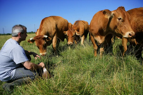 Фермер со своими коровами — стоковое фото