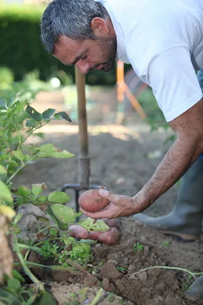 Mann gräbt Kartoffeln aus — Stockfoto