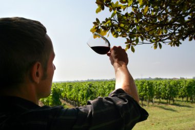 Man watching the colour of a red wine of a red wine clipart